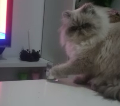 Bad Cat