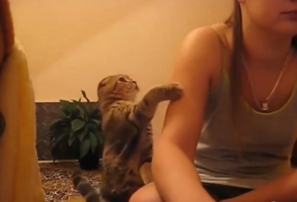 CatcontentPleasePetMe