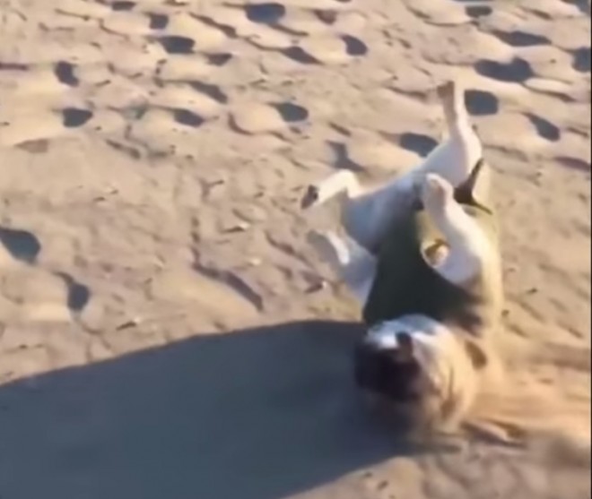 Dogfail