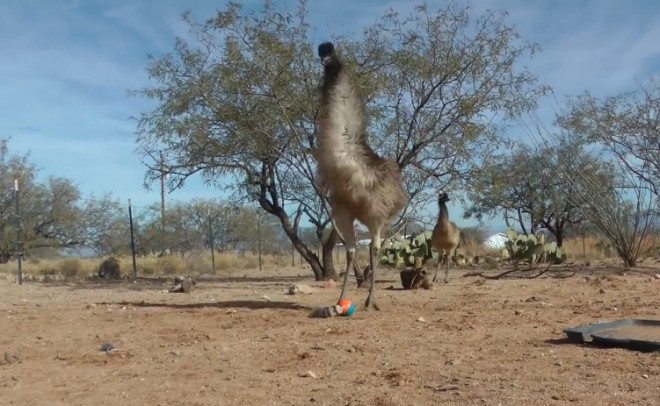 Emu freaking out