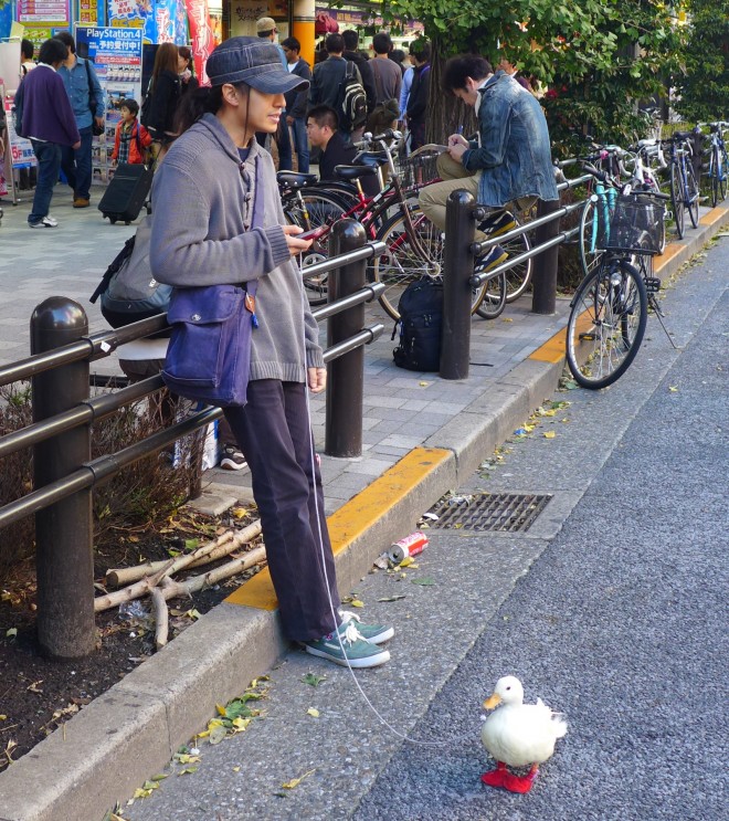 Ente 1