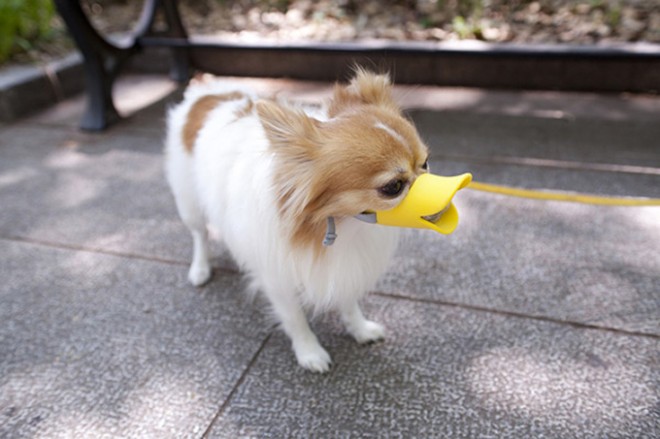 Entenmasken für Hunde2.