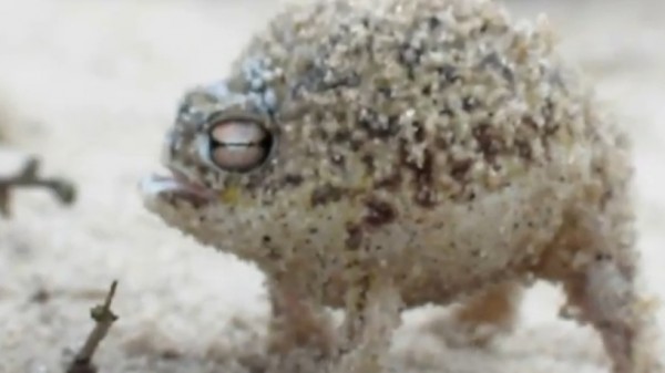 FroschQuietscht