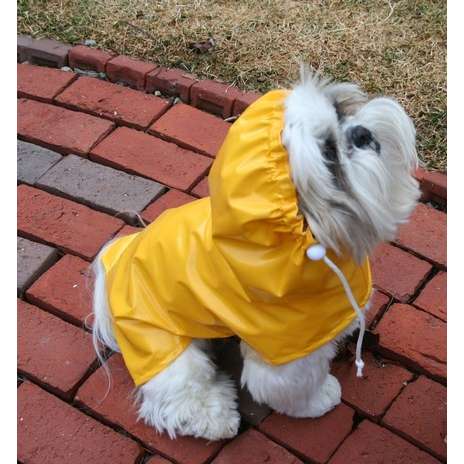 Hund mit Regenschutz