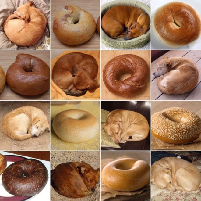 HundOderBagel