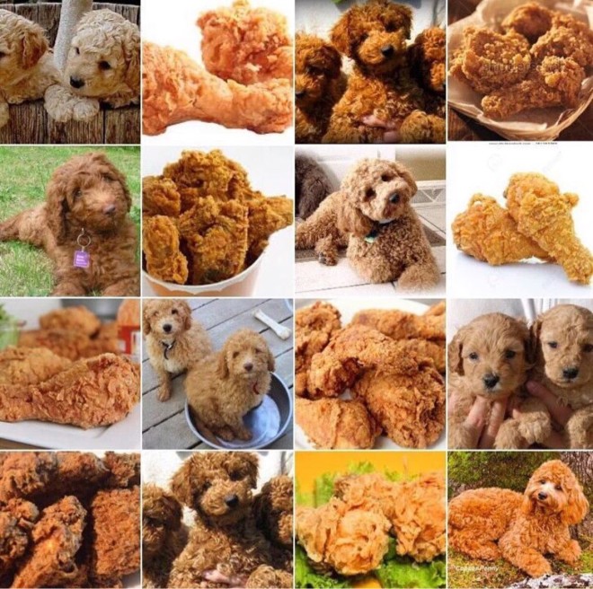 HundOderFriedChicken