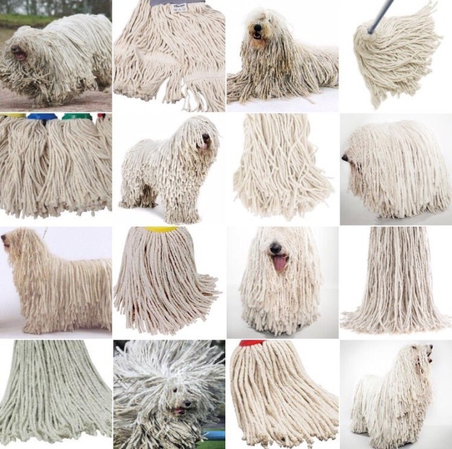 HundOderMop