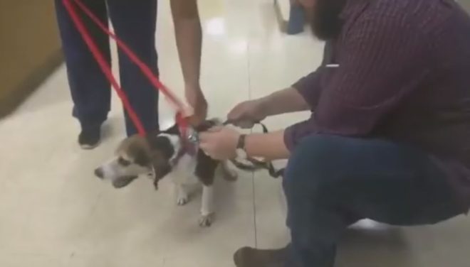hundtiefighter