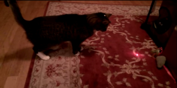 Katzenbeschäftigung