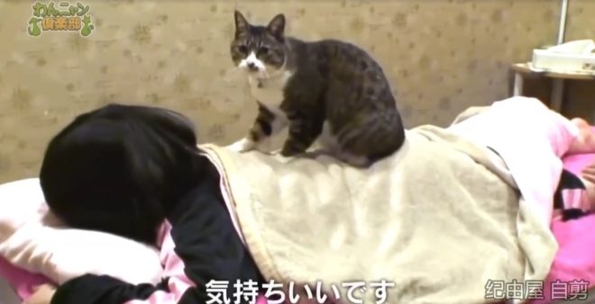 Katzenmassage