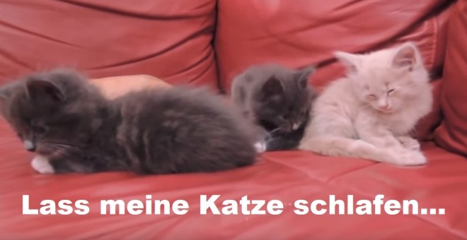 LassMeineKatzeSchlafen