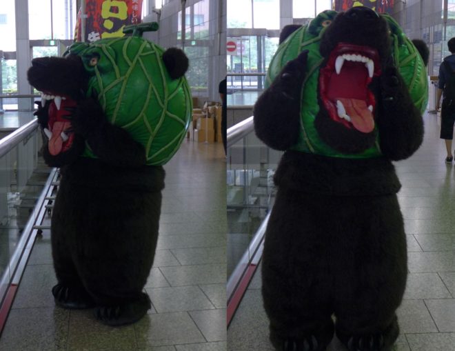 Melonenkopfbär