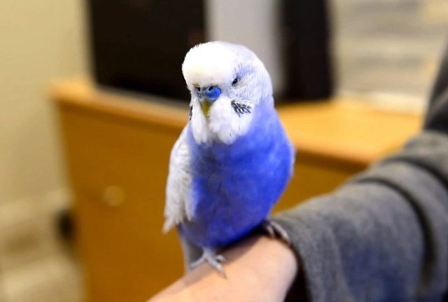 R2D2-Vogel