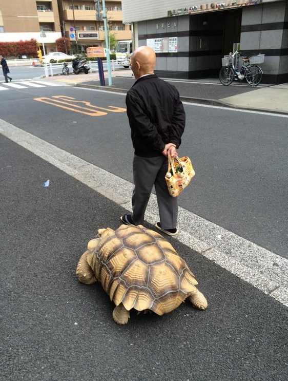 Schildkrötenspaziergang1