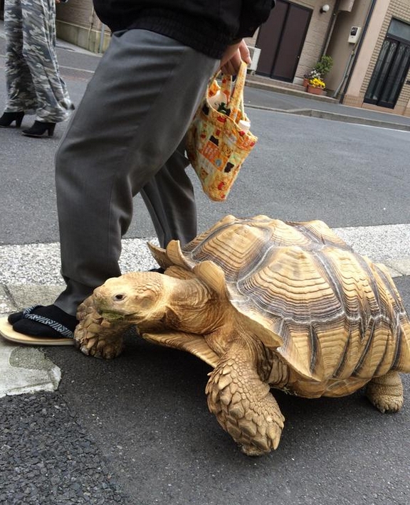 Schildkrötenspaziergang2