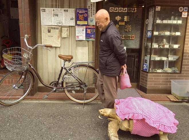 Schildkrötenspaziergang4