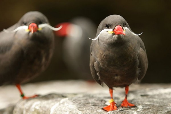 SchnauzVogel