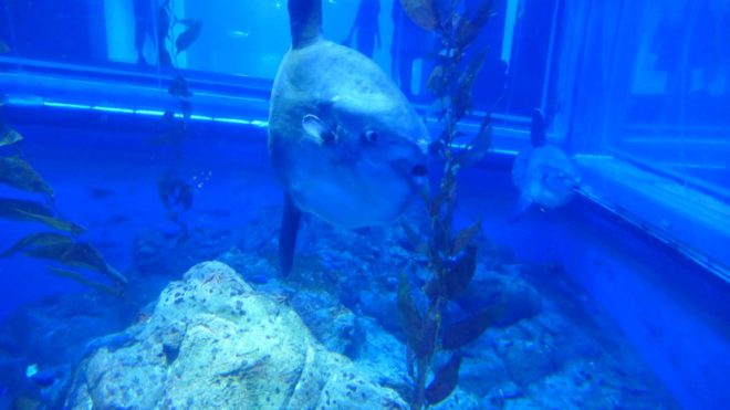 ShockedFish1