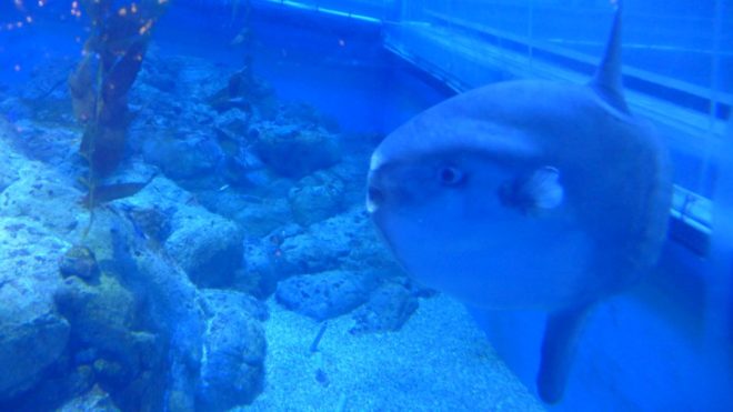 ShockedFish2