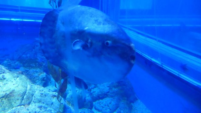 ShockedFish3