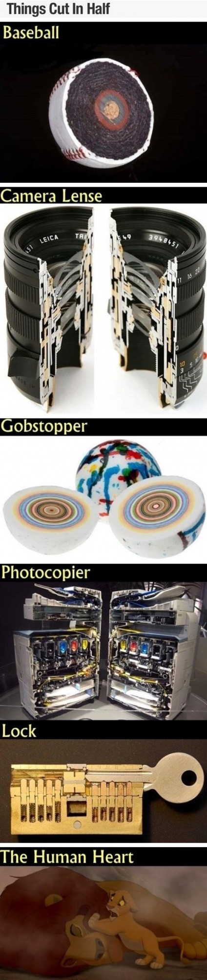 ThingsCutInHalf