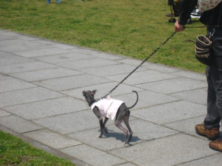dogs1