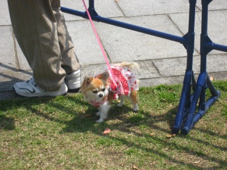 dogs2