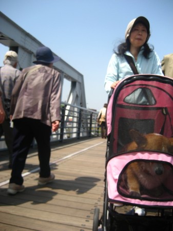 dogs3