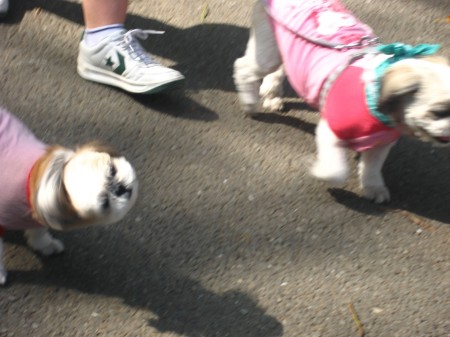 dogs5