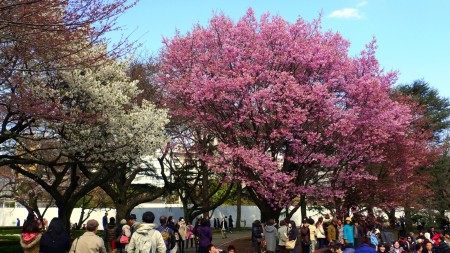 hanami1