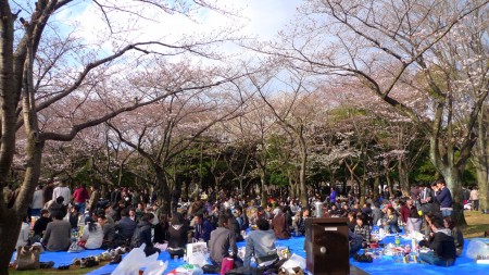 hanami3