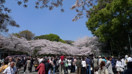 sakura1
