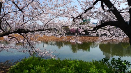 sakura2