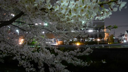 sakura4