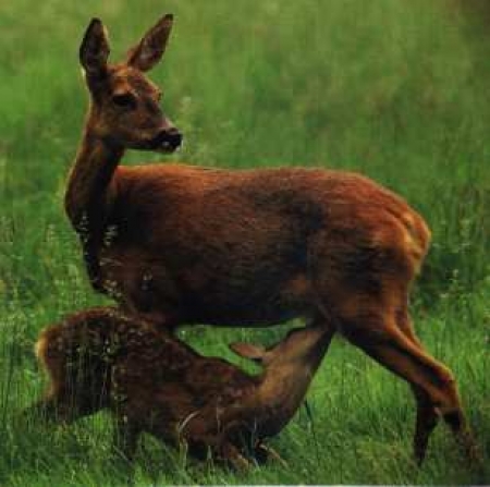 wild_essen