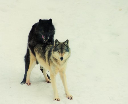 wolf